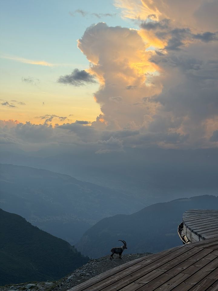 An ibex standing on a ridge at sunset, a thunderhead lit orange above the valley below Verbier